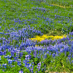 ....und als weiterer Farbtupfer ein paar "Gelbe"