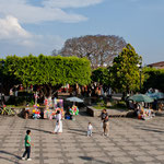 .....der Zocalo mit tollen Bäumen....