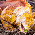 ...."and than very carefully into the mouth".....