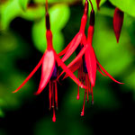 ...Fuchsien - deren Früchte man essen kann...