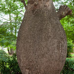 ...die Flaschenbäume erinnern stark an "Obelix"...