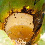 Dies ist der Pulque Saft - süss aber mit viel "Getier"
