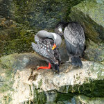 ...leider kenn wir den Namen dieses wunderbaren Seevogels nicht...