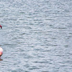 ...und für die schönen Flamingos