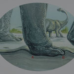 ...die Fussabdrücke entstanden als der Koloss über weiches schlammiges Gebiet lief....