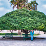 ...so einen Baum sahen wir zum ersten Mal in unserem Leben...
