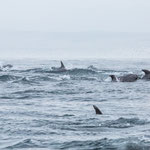 Von Punta Choros mit dem Boot zu den Inseln "Choros" und "Damas"...