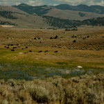 ....ist bevölkert von wilden Bisons....