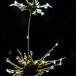 ....Im Spiel des Lichtes schon ein Kunstwerk.....