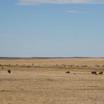 Es gibt über 600 Bisons in den Badlands.....