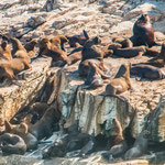 ...dafür aber unzählige See-Löwen...