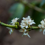....und die Kaffeesträucher standen in voller Blüte - nur für uns.
