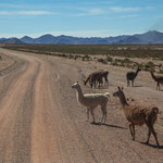 ...und viele Lamas...