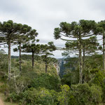 ...diese tollen Bäume habe es uns angetan...