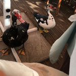 ...bei unserem Mittagessen bekamen wir Besuch von Bettlern....