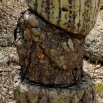 Dies Kaktee wurde "verwundet" und hat sich wieder regeneriert