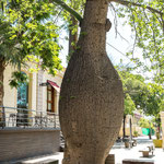 ...der kuriose Flaschenbaum...