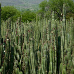 Tolle Kakteen am Wegesrand....