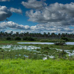 ...die Sumpfgebiete ziehen viele Wasservögel an...