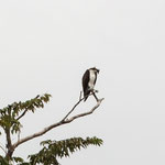 ....ein Raubvogel....