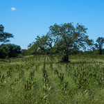 ...die tollen und sehr exotischen Flaschenbäume mit ihren riesigen "Bäuchen".