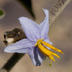 Und ganz tolle Blüten in diesen botanischen Paradies