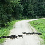eine Wildschweinrotte - in Belize heißen sie "pecaries"