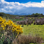 ...und soviel Ginster - man kann sich nicht satt sehen...