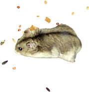 Zwerghamster Neo auf der Futtersuche...